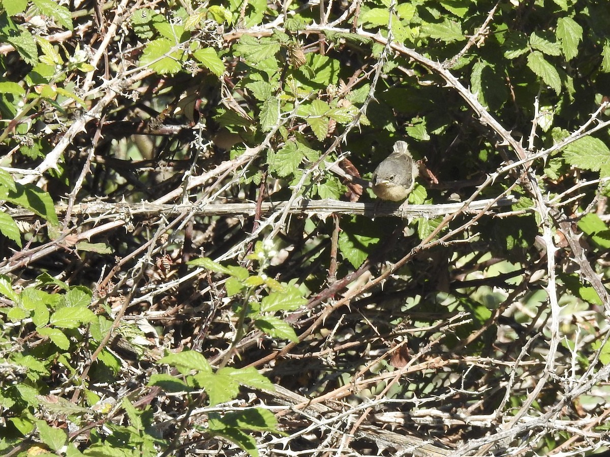 Western Subalpine Warbler - Luis Bonaño