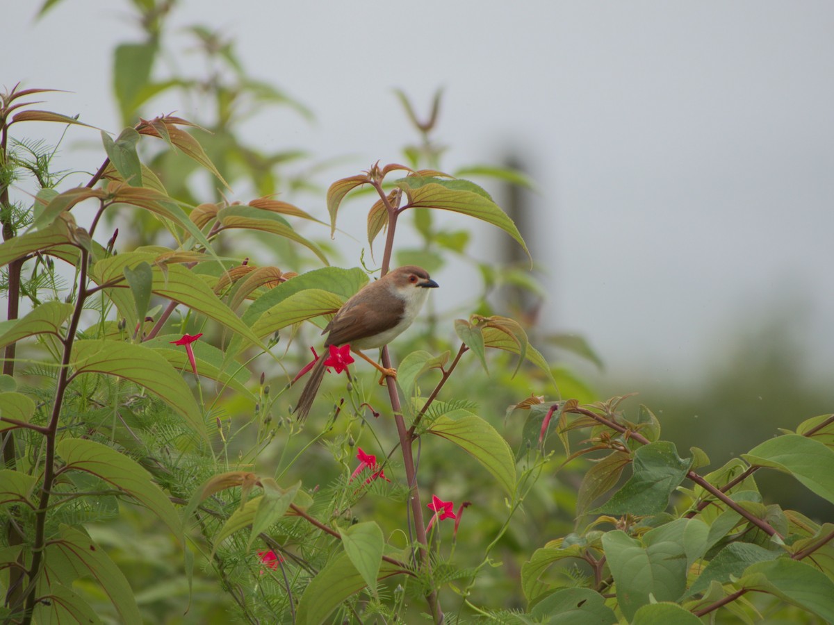 Yellow-eyed Babbler - ML610854041