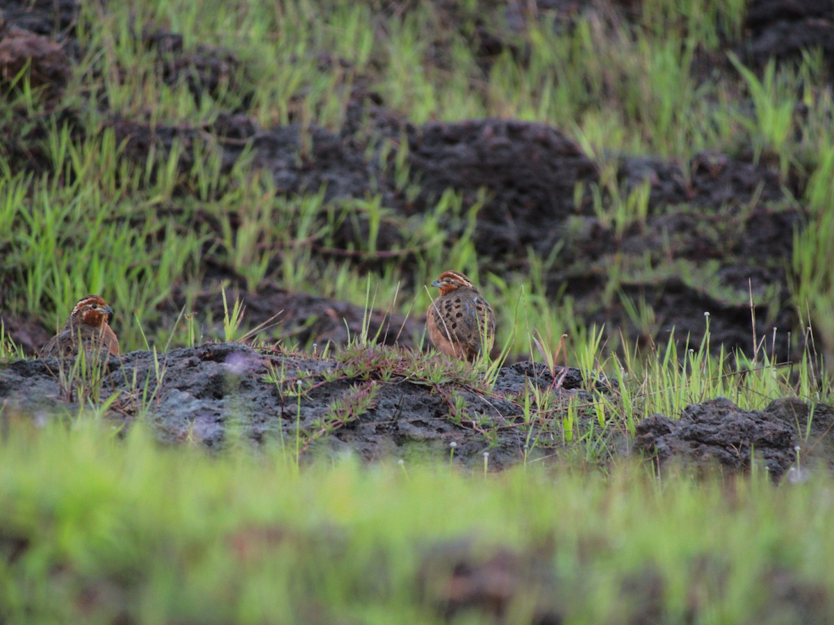 Jungle Bush-Quail - ML610854070