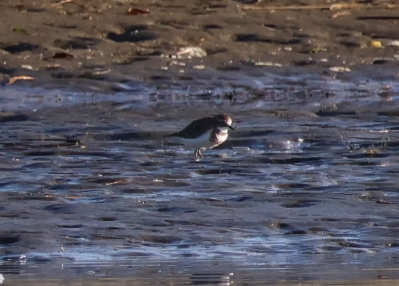 Double-banded Plover - ML610854167