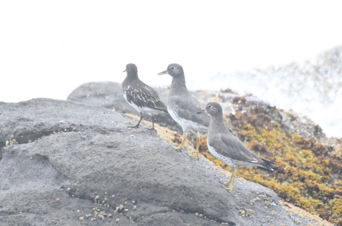 Surfbird - ML610854196