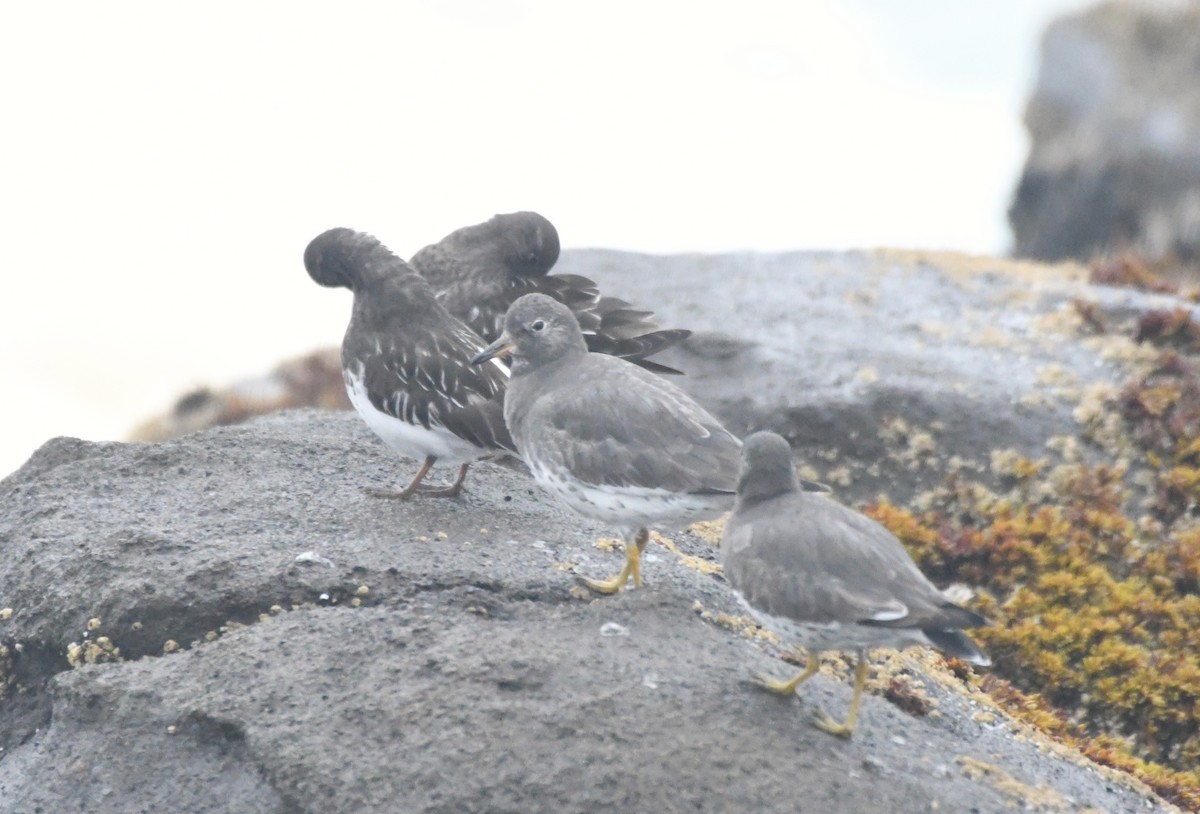 Surfbird - ML610854197