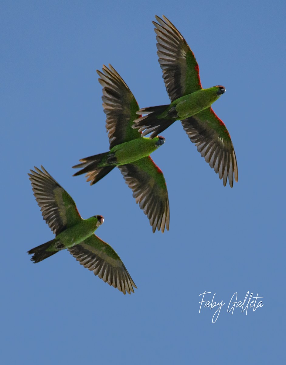 Conure à front brun - ML610854274