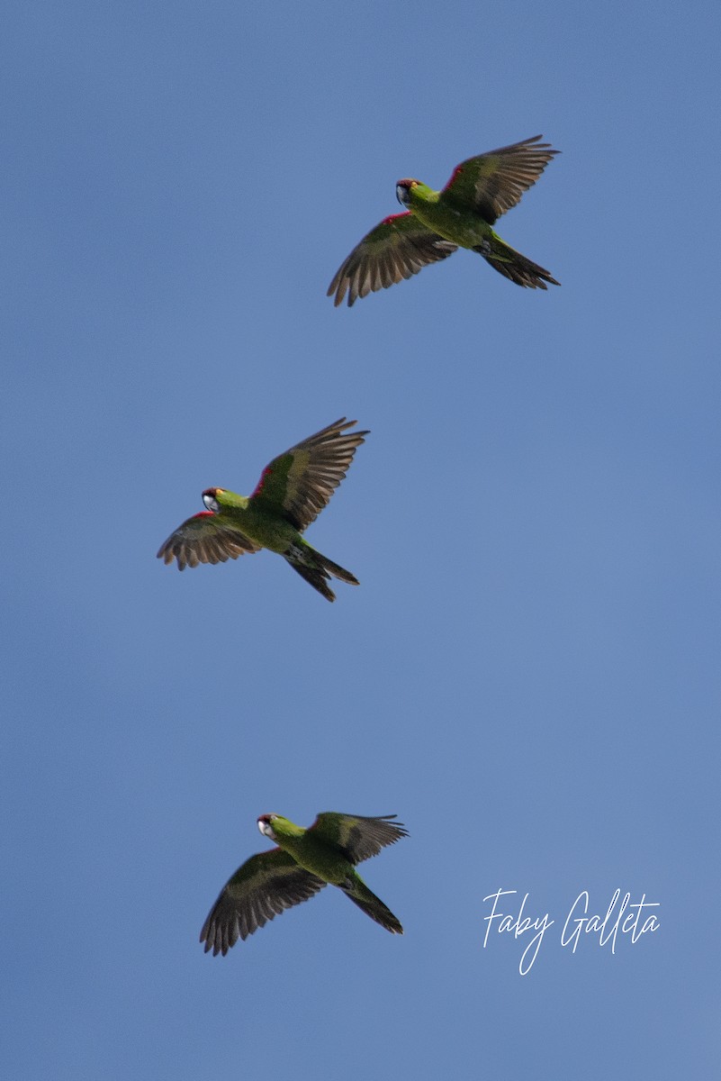 Conure à front brun - ML610854276