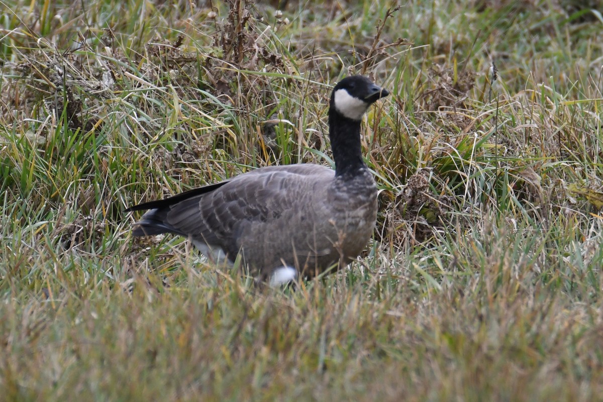 Cackling Goose (minima) - ML610854287