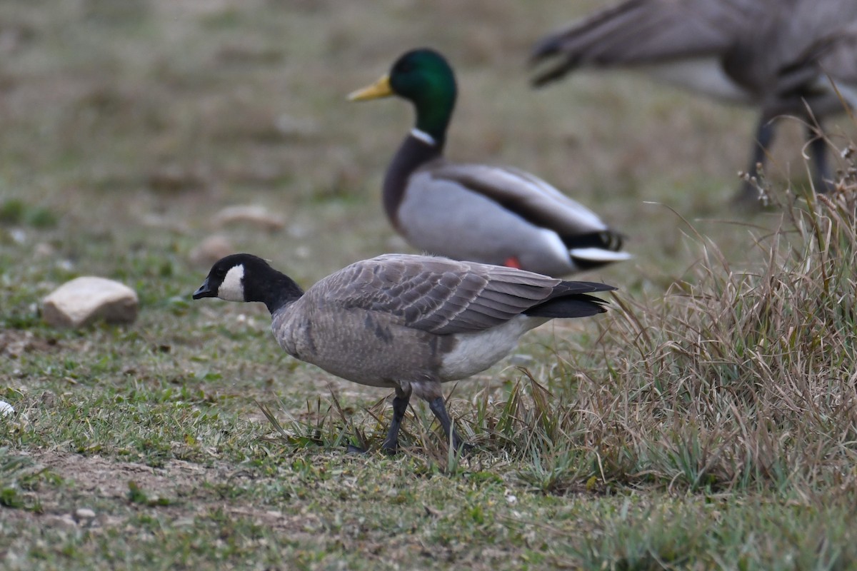 Cackling Goose (minima) - ML610854288