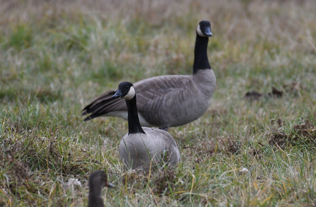 Canada Goose (moffitti/maxima) - Colin Dillingham