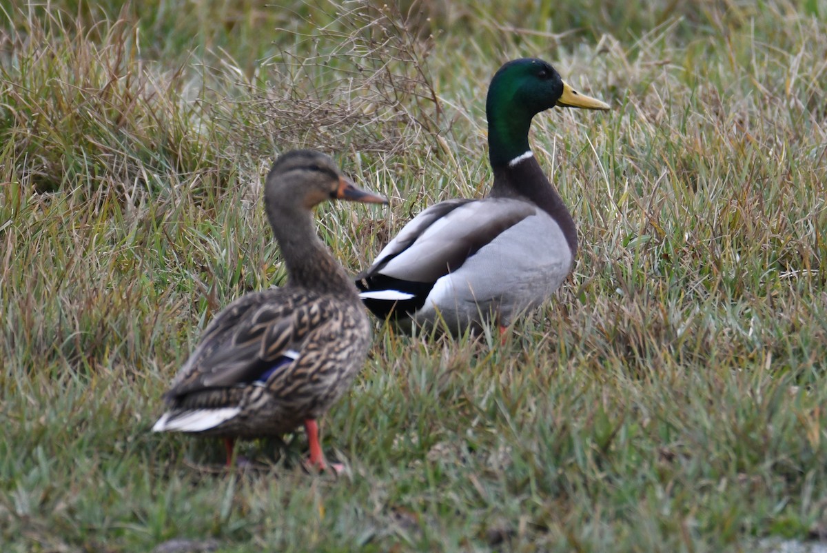 Mallard - ML610854299