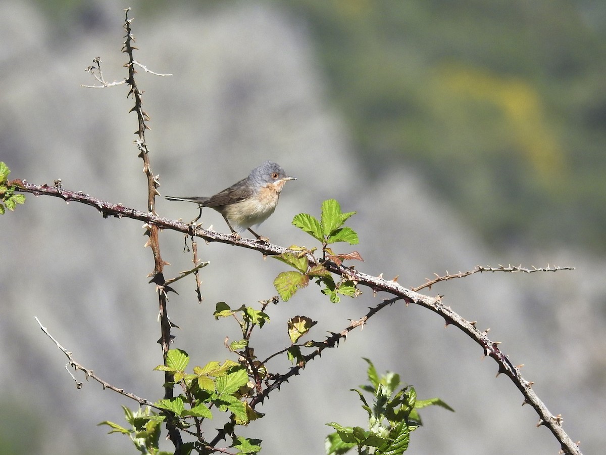 Western Subalpine Warbler - ML61085431