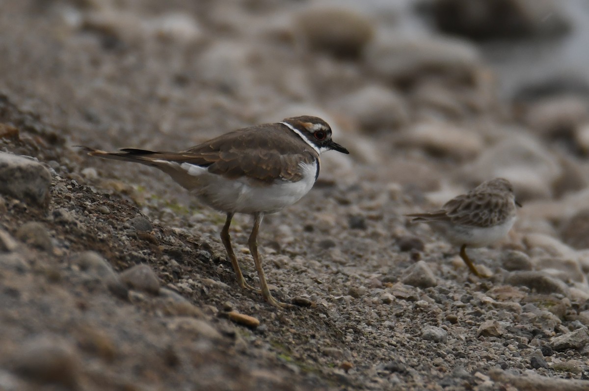 Least Sandpiper - ML610854380