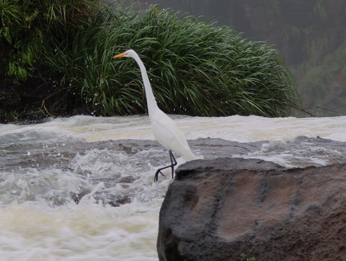 Great Egret - ML610854451