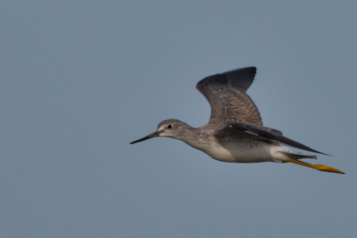 Greater Yellowlegs - ML610854467