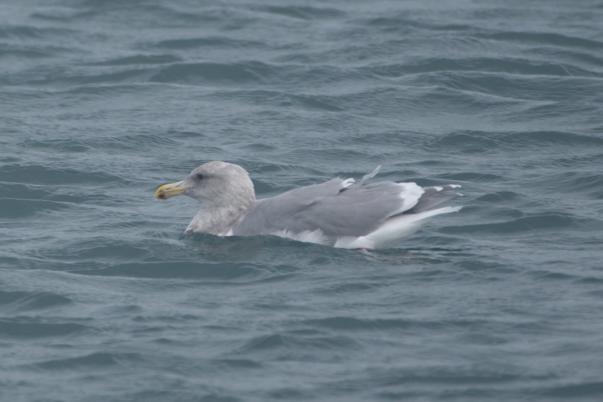 Glaucous-winged Gull - ML610854477