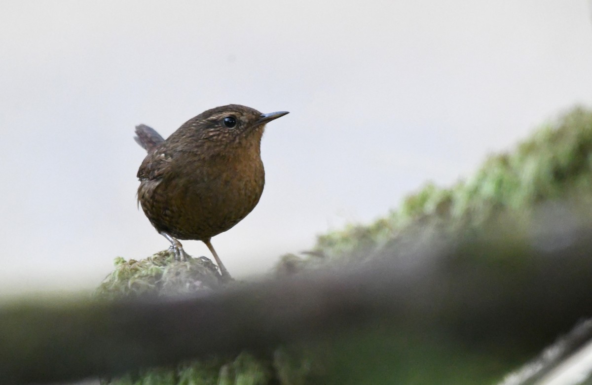 Pacific Wren - ML610854551