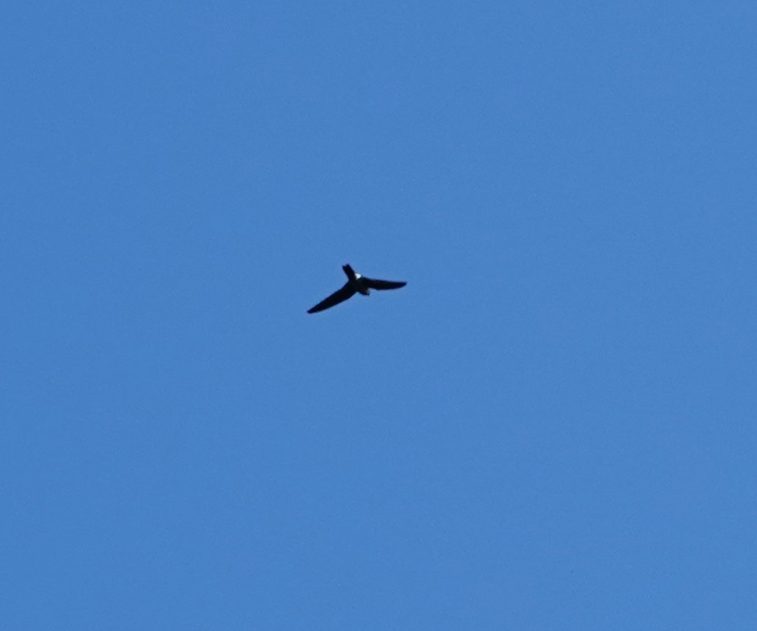 Pygmy Swiftlet - ML610854583