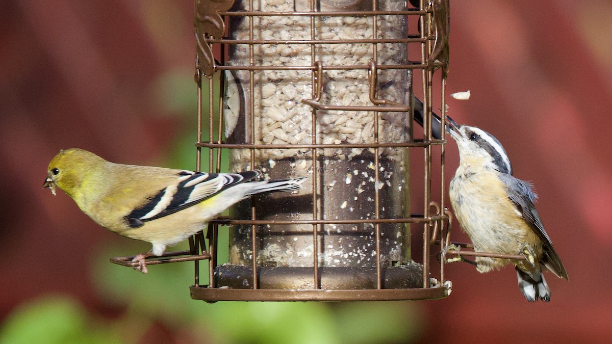 Red-breasted Nuthatch - ML610854593