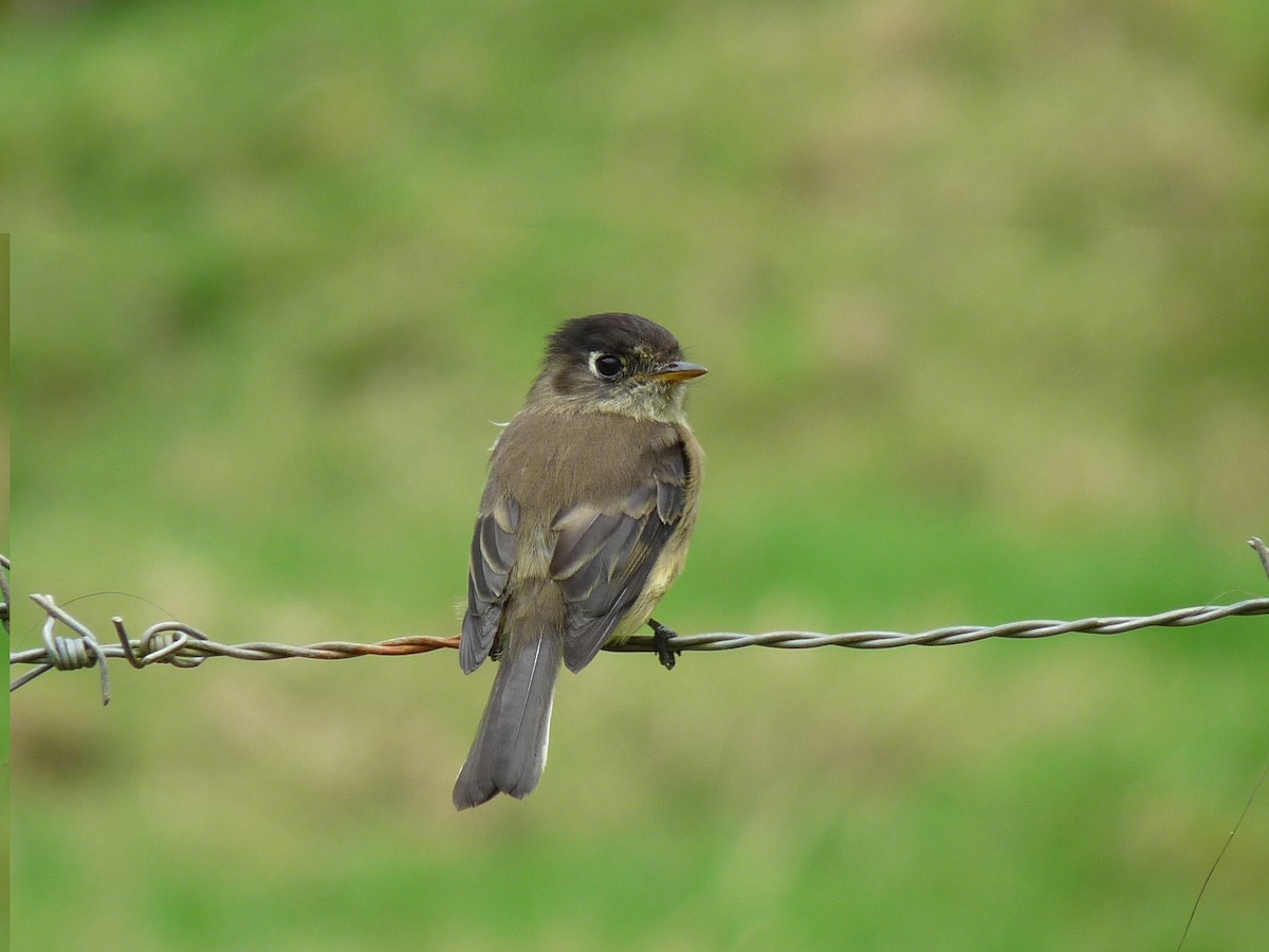 Black-capped Flycatcher - ML61085461