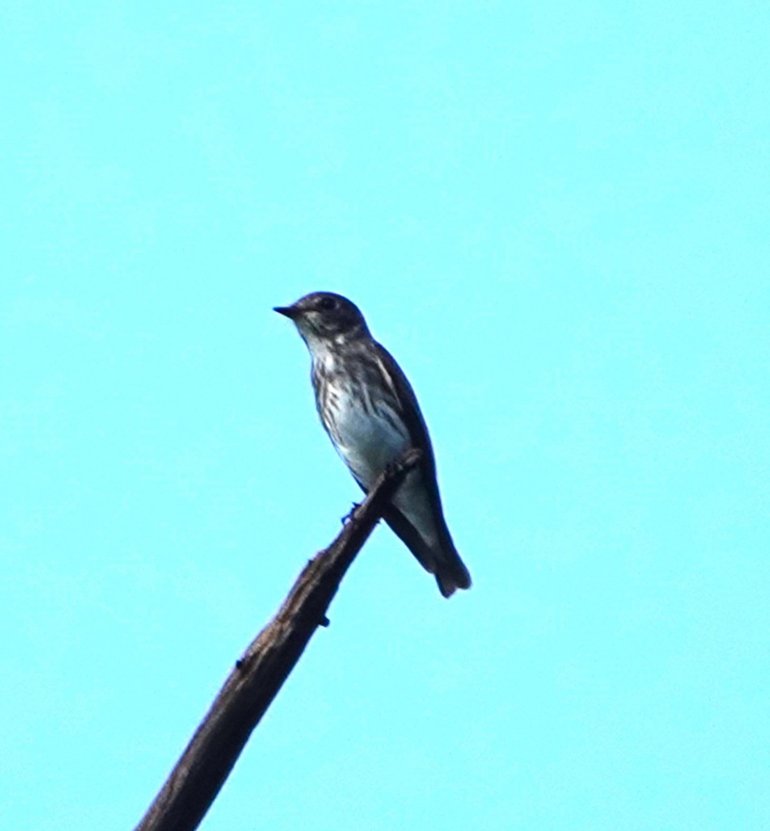 Gray-streaked Flycatcher - ML610854715