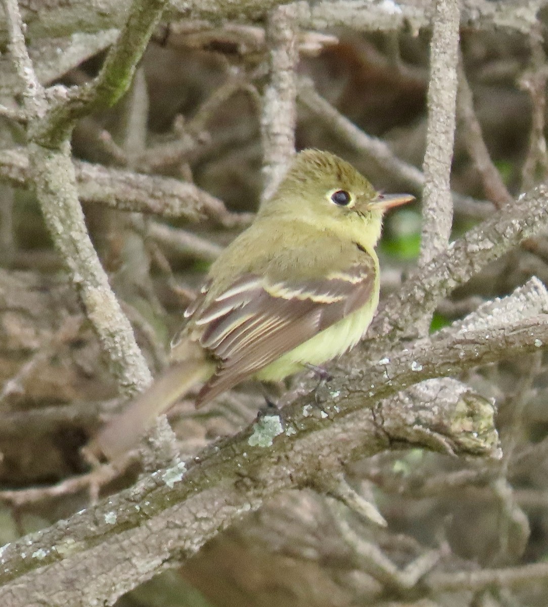 Empidonax sp. - ML610854723