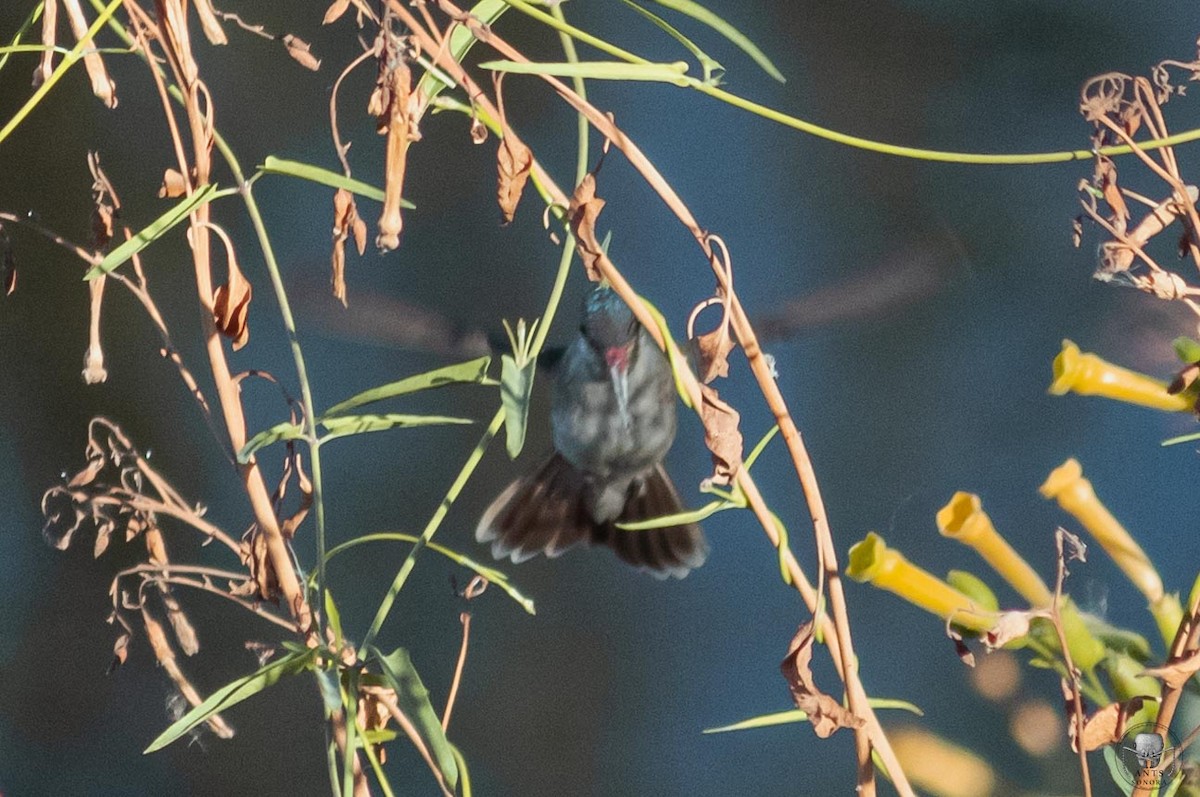 kolibřík širokozobý x fialovokorunkatý (hybrid) - ML610854725