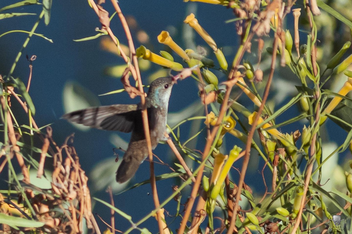 kolibřík širokozobý x fialovokorunkatý (hybrid) - ML610854726