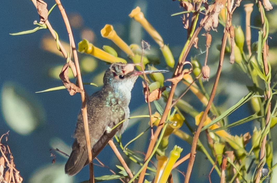 kolibřík širokozobý x fialovokorunkatý (hybrid) - ML610854729