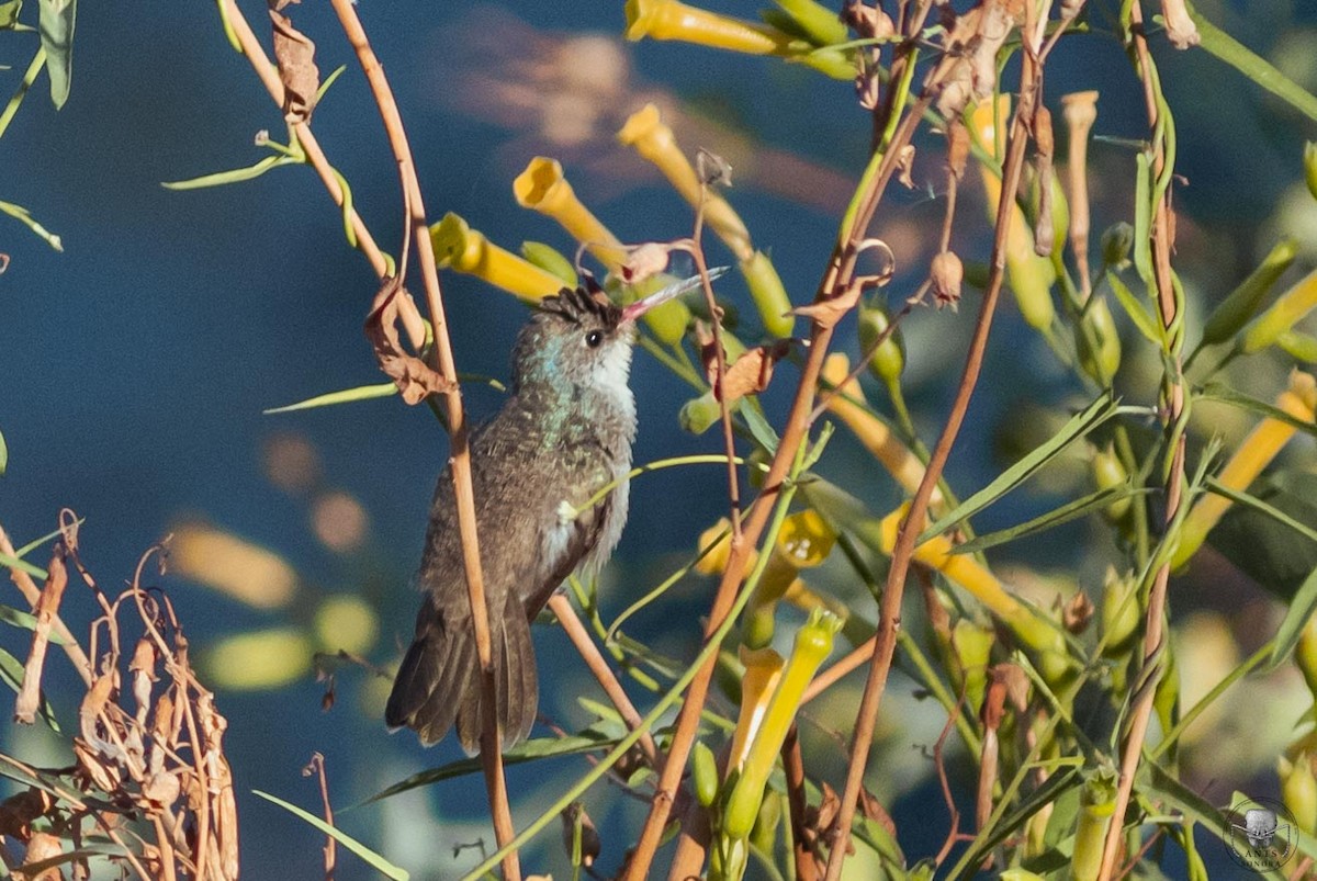 kolibřík širokozobý x fialovokorunkatý (hybrid) - ML610854730