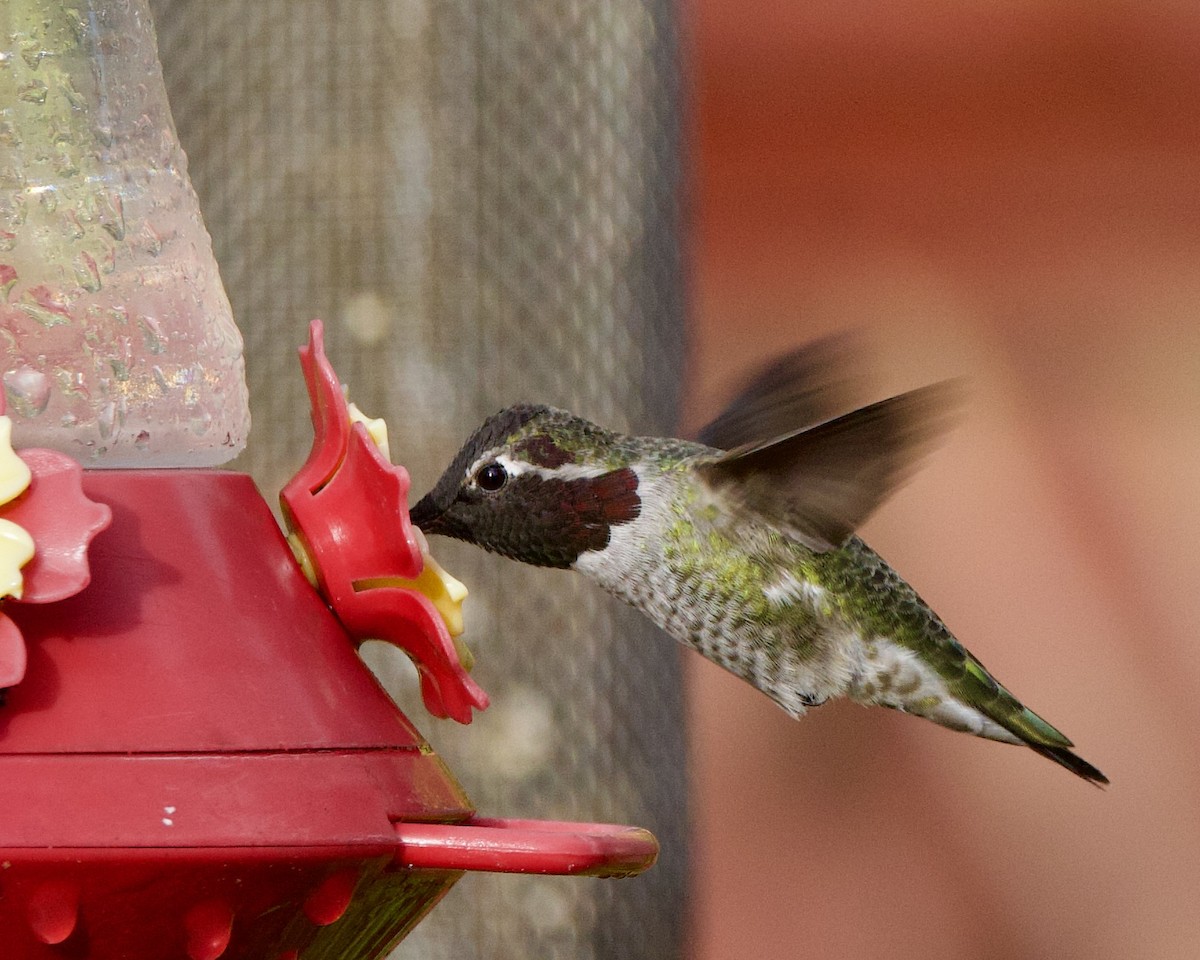 Anna's Hummingbird - ML610854755