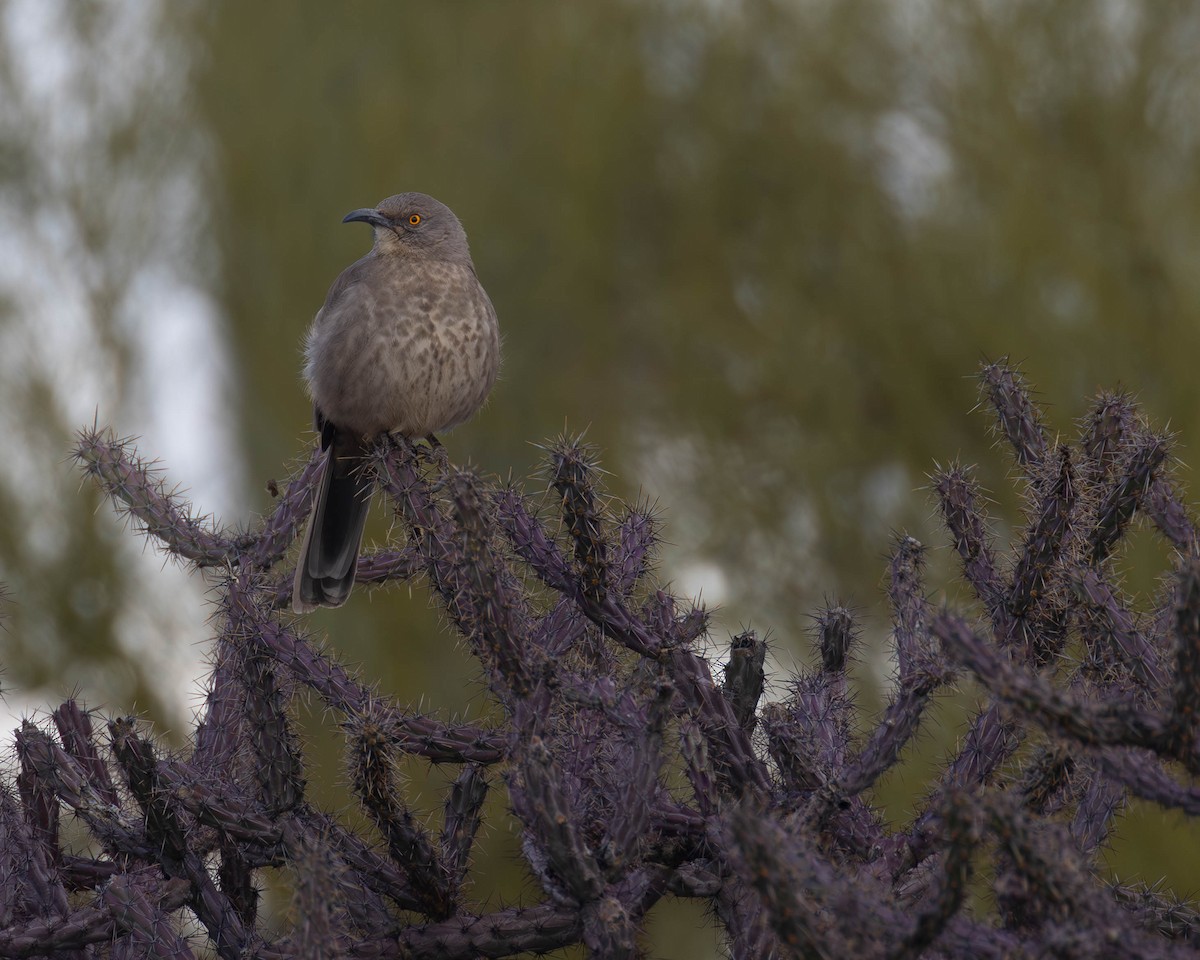 Curve-billed Thrasher - patrick barry