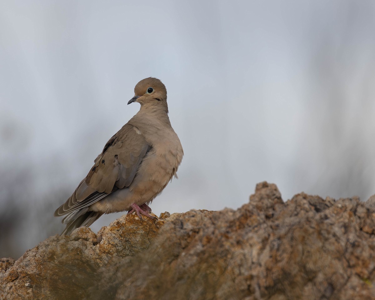 Mourning Dove - patrick barry