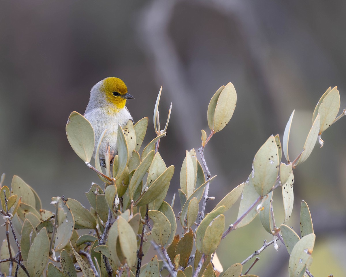 Verdin - patrick barry