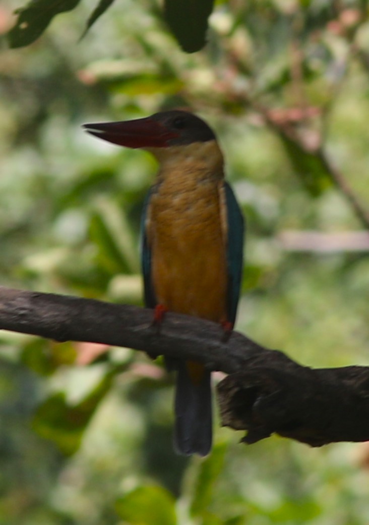 Stork-billed Kingfisher - bhavik patel