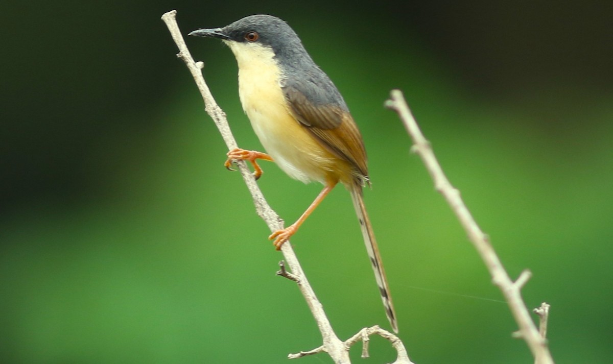 Ashy Prinia - bhavik patel