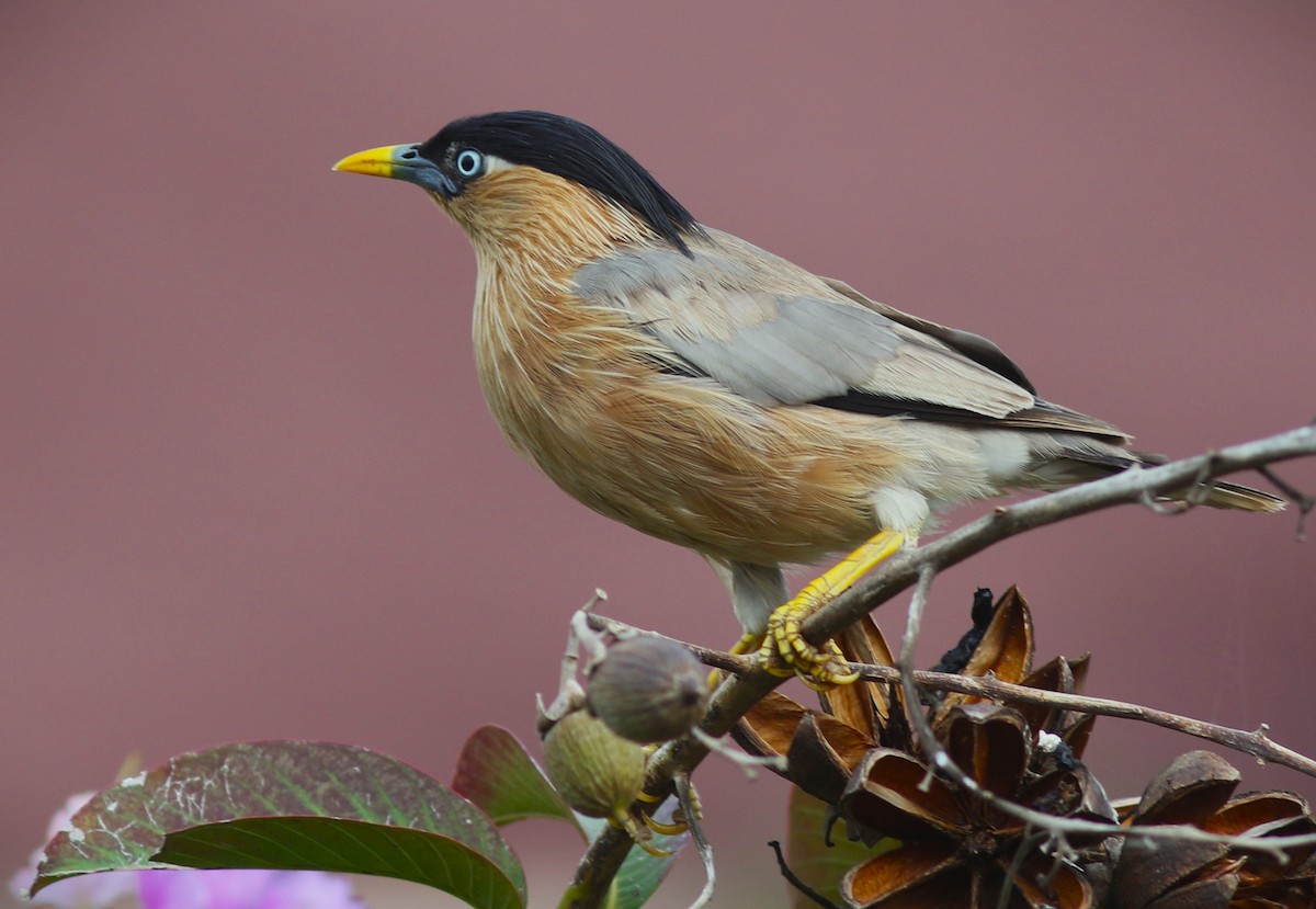 Brahminy Starling - bhavik patel