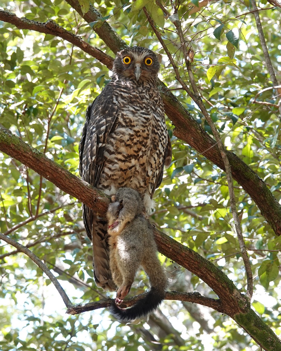 Powerful Owl - ML610854917