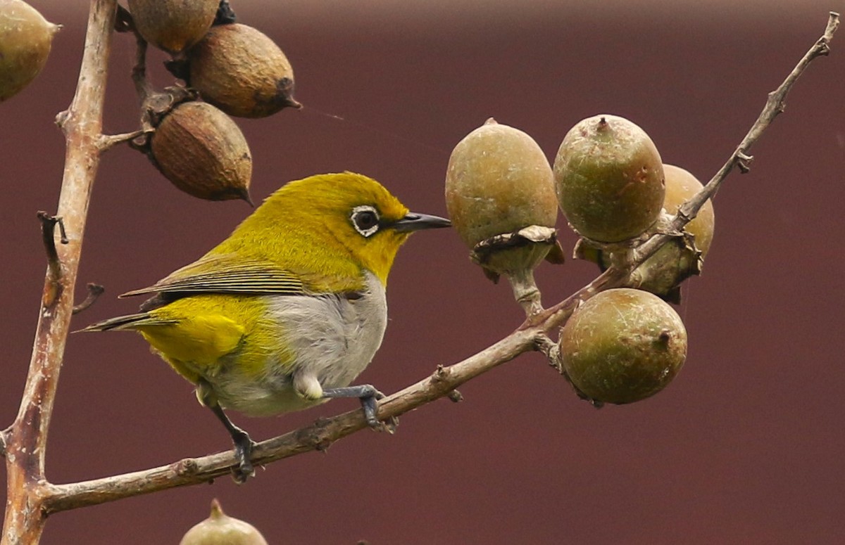 Indian White-eye - bhavik patel