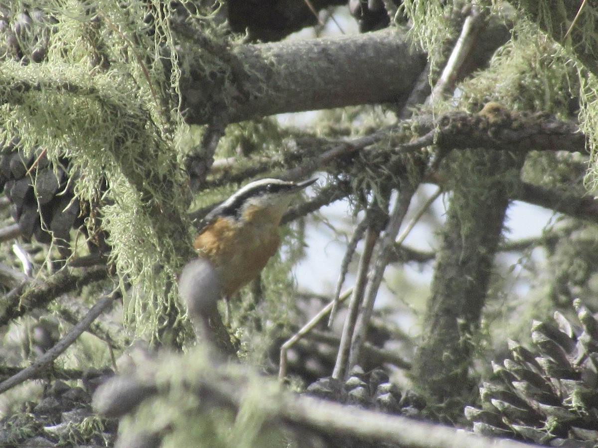 Red-breasted Nuthatch - ML610854951