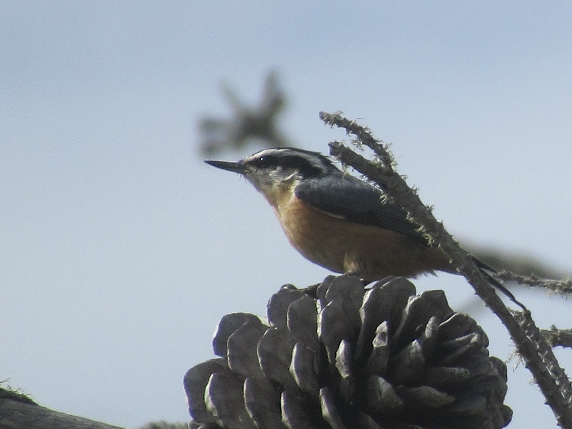 Red-breasted Nuthatch - Adam Burnett