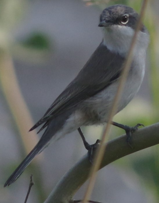 Lesser Whitethroat - bhavik patel