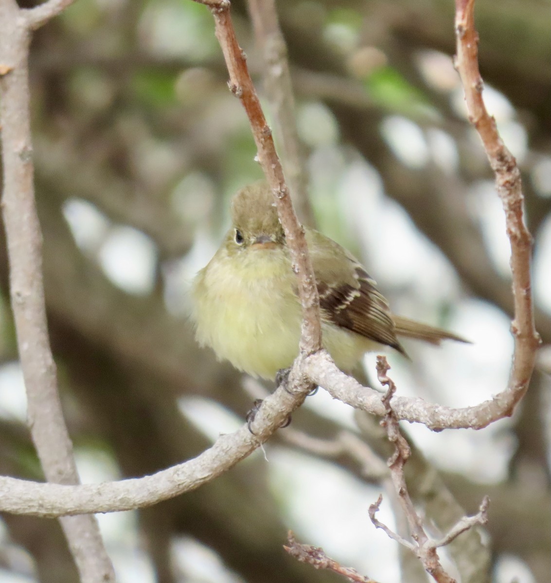 Empidonax sp. - ML610855052