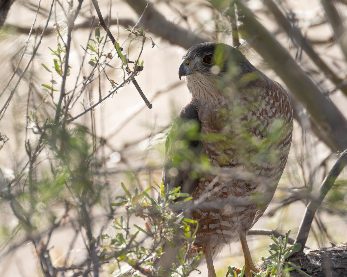 Cooper's Hawk - patrick barry