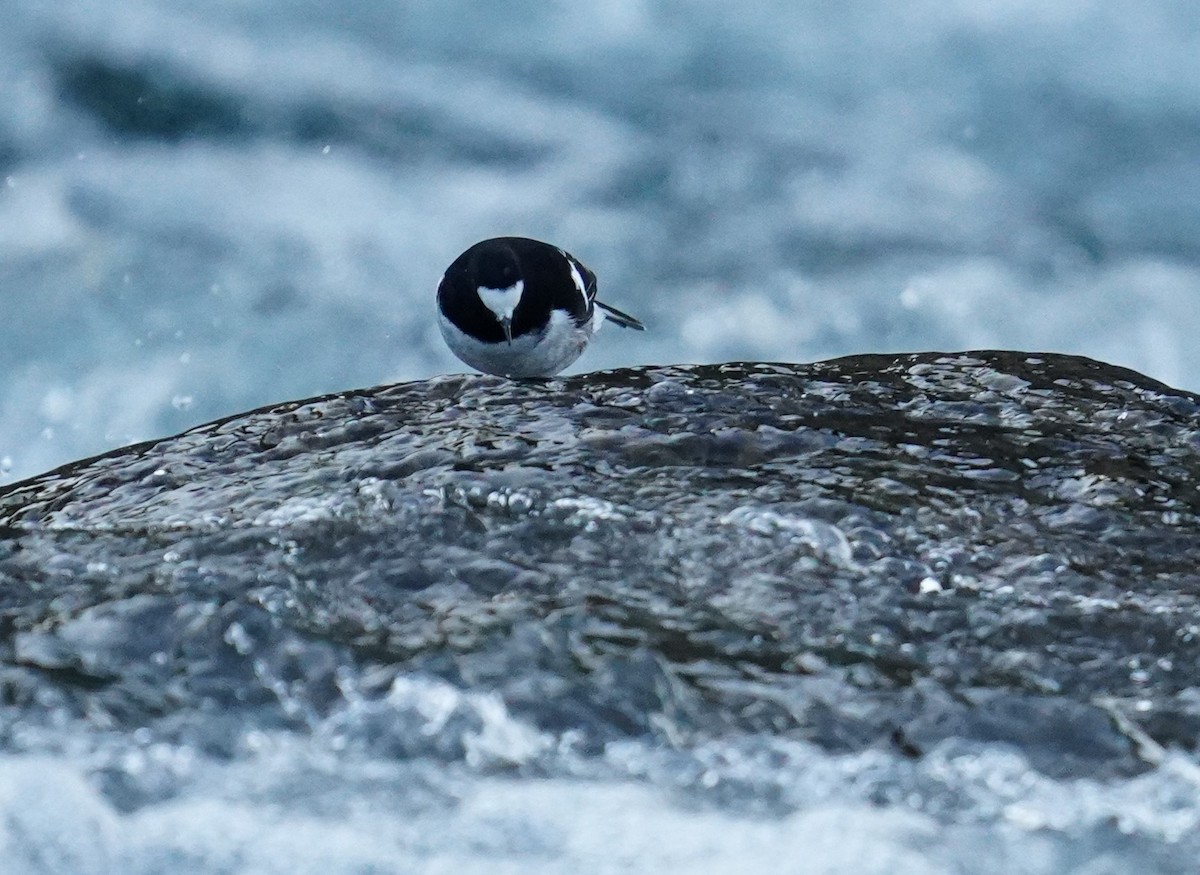 Little Forktail - ML610855057