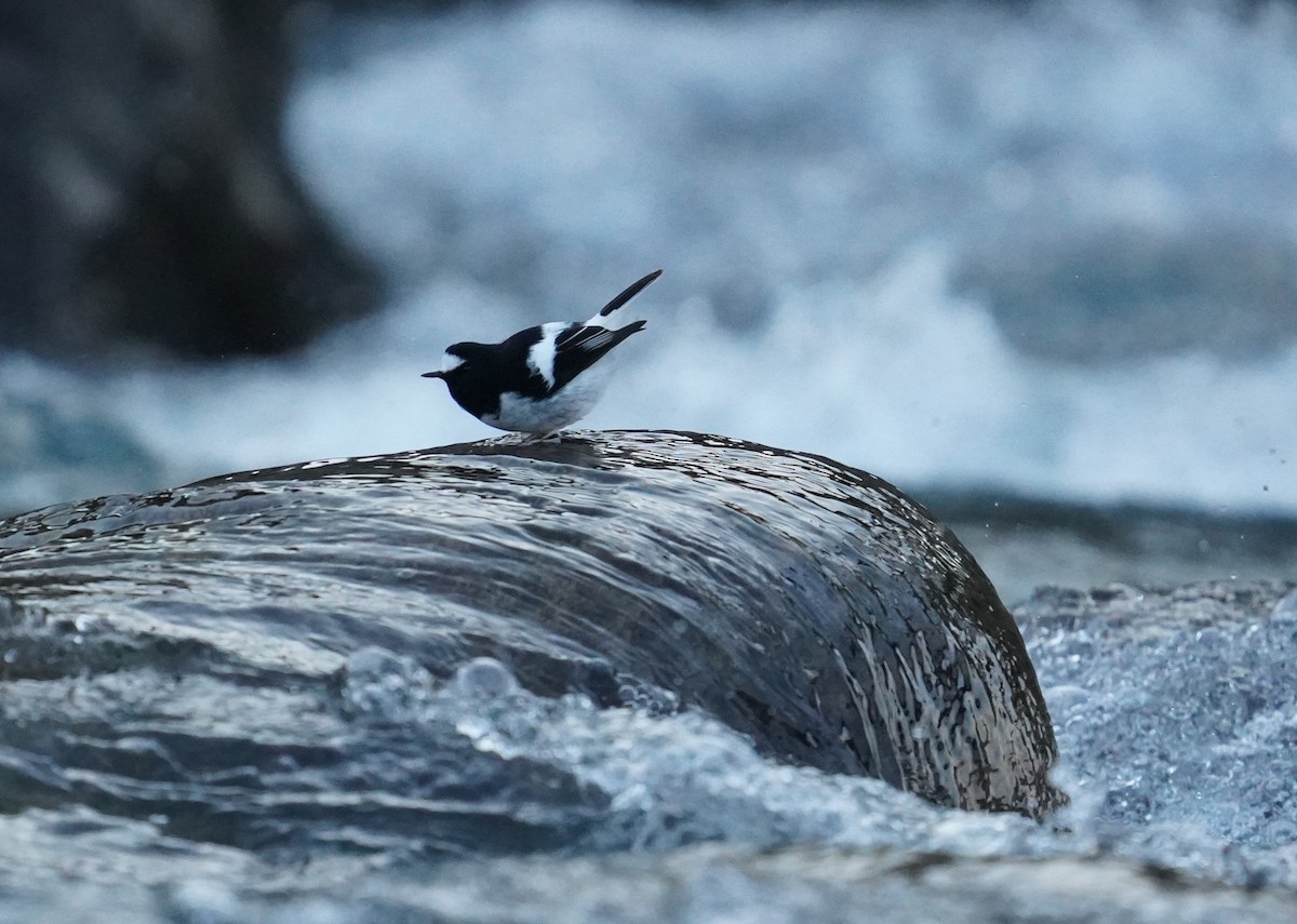 Little Forktail - ML610855058