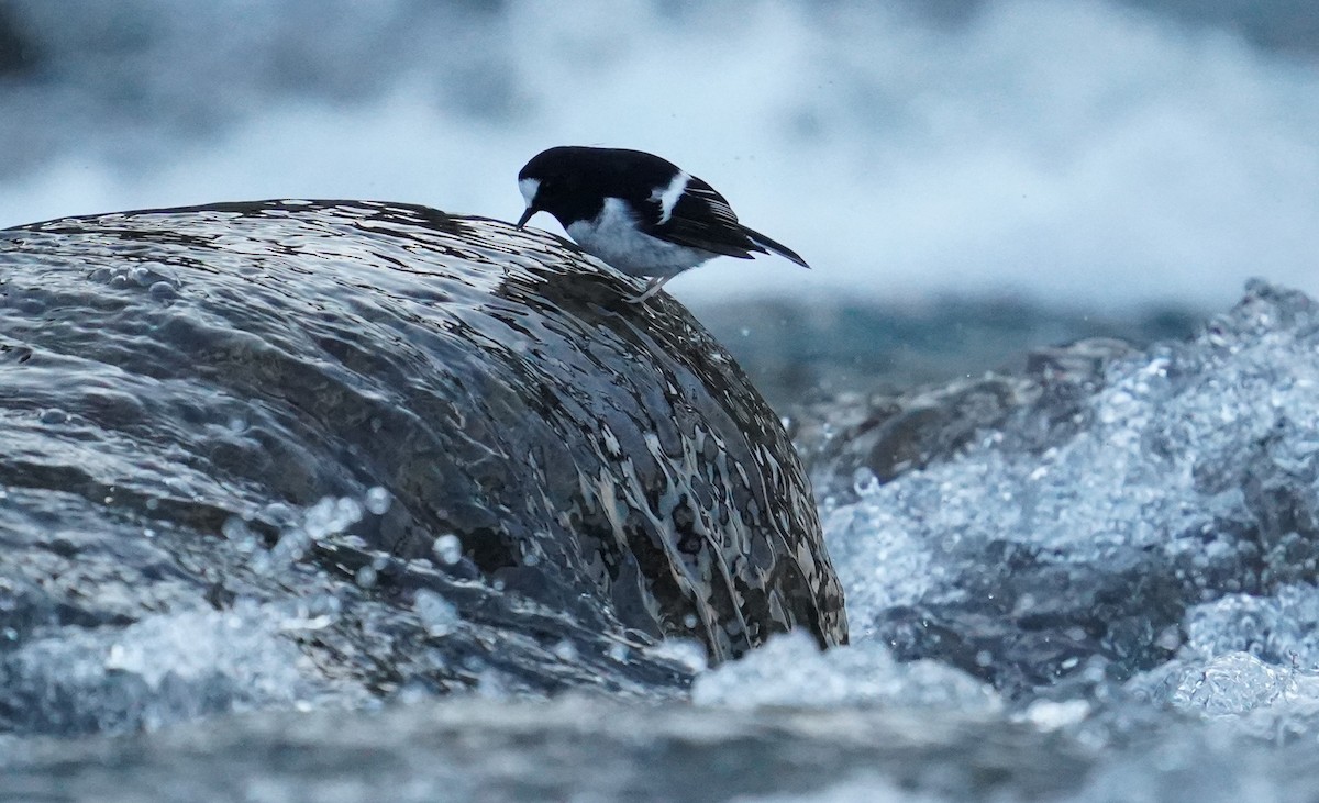 Little Forktail - ML610855059