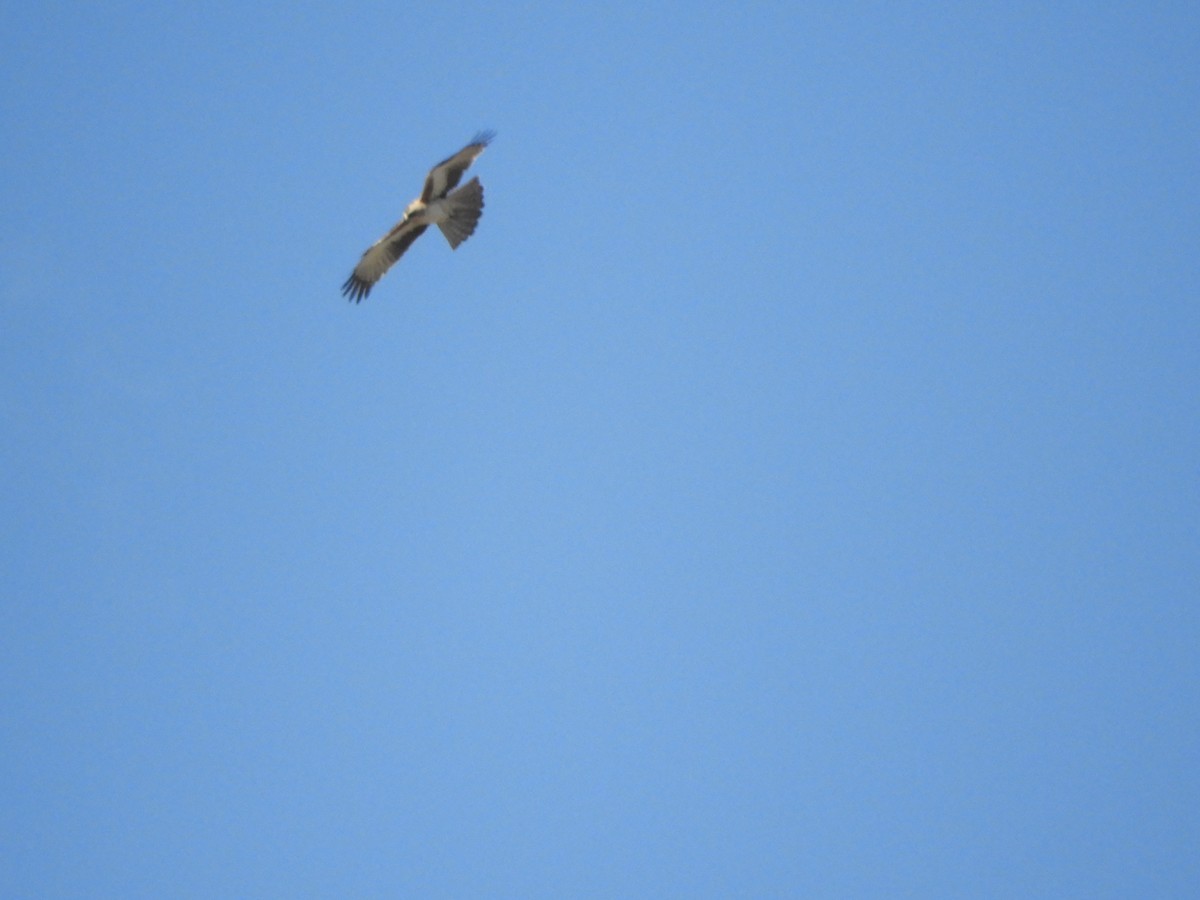 Águila Chica - ML610855099