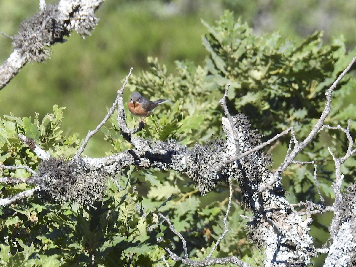 Western Subalpine Warbler - ML61085511