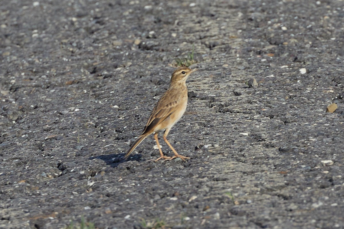 Paddyfield Pipit - ML610855184