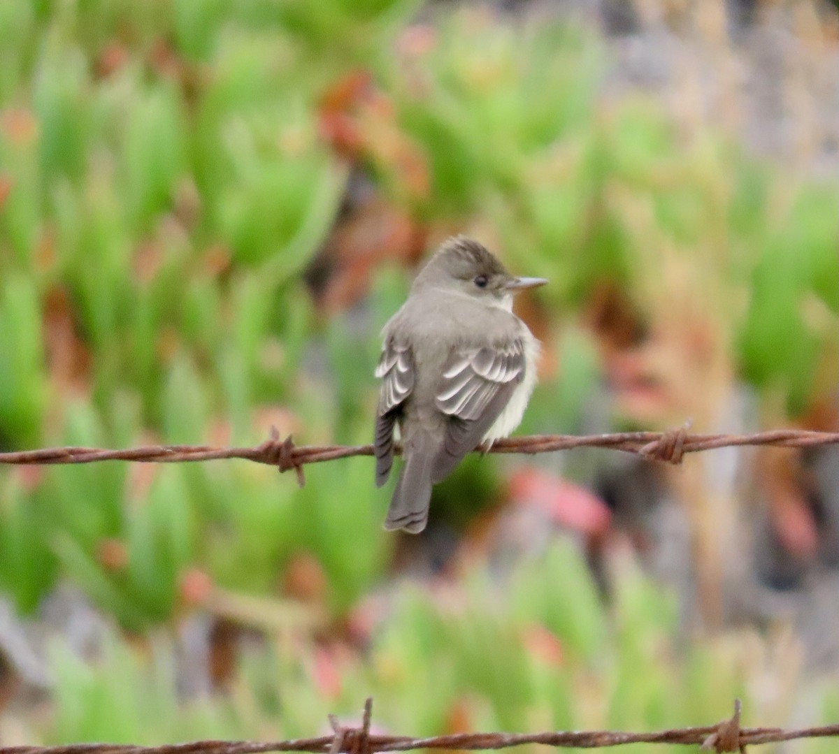 Western Wood-Pewee - ML610855315