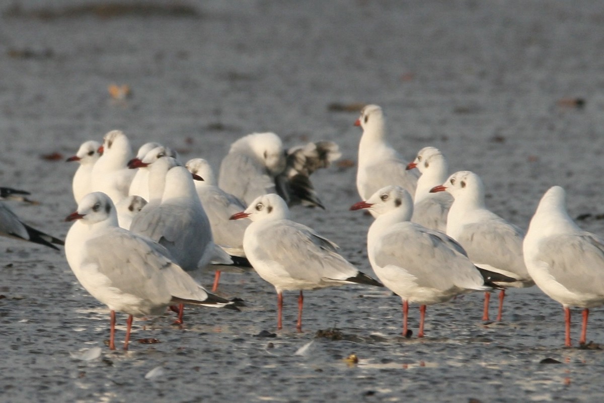 Mouette du Tibet - ML610855497