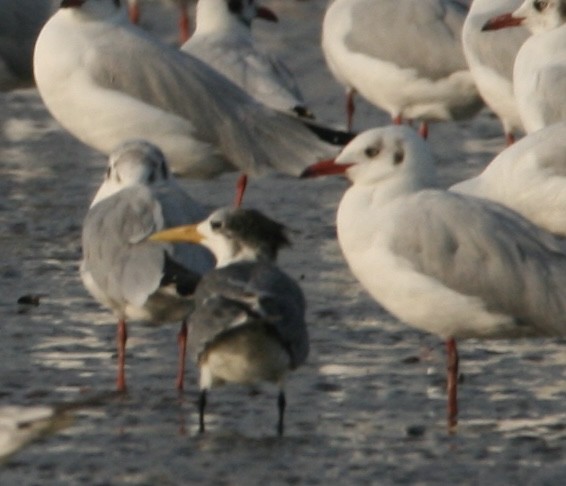 Great Crested Tern - ML610855500